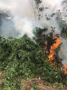 PM incinera cerca de 35 mil pés de maconha na zona rural de Abaré- BA.