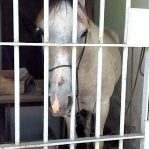 Cavalo é ‘preso’ e passa a noite em delegacia de Sergipe