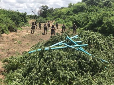 PM erradica 25 mil pés de maconha no Distrito de Ibó, em Abaré- BA