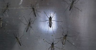 Pesquisa detecta vírus da febre amarela em novo tipo de mosquito