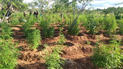 PM erradica plantação de maconha e suspeito morre após troca de tiros em Abaré- BA