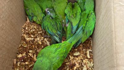 16 pássaros silvestres em situação de maus-tratos são resgatados pela PM em Paulo Afonso – BA