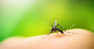 Casos de dengue, zika e chikungunya aumentam devido ao forte calor registrado em 2023