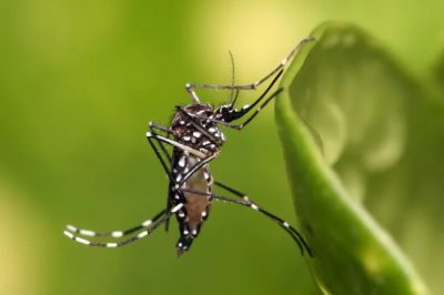 Bahia é estado do Nordeste com maior número de casos de dengue